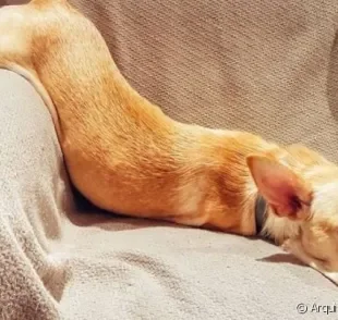 Veja uma galeria com as posições de cachorro dormir mais engraçadas, como a @dorydalata em um cochilinho (super confortável!) 