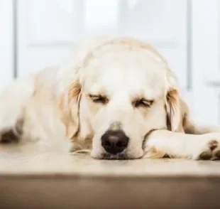  Cachorro tem sonhos, sim: descubra mais sobre o assunto aqui! 