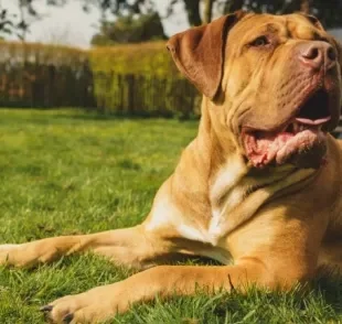 Cão Boerboel: saiba mais sobre essa raça grande e afetuosa!