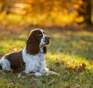 Cocker Spaniel é uma ótima companhia para se ter em casa! Saiba tudo sobre a raça