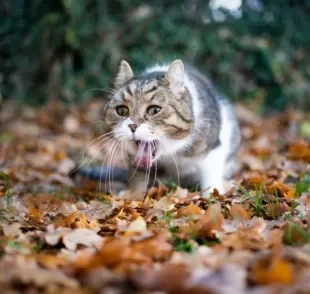 Gato engasgado: aprenda como agir rapidamente nessa situação!