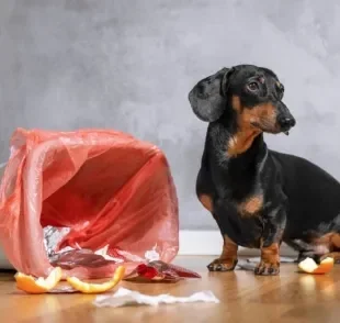 Como ensinar cachorro a não mexer no lixo? Aprenda com técnicas simples!