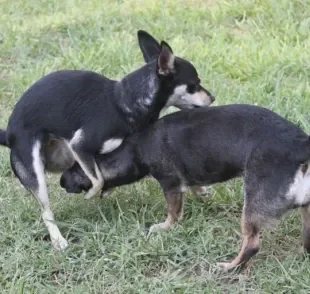 A cadela montando em outro cachorro pode ter razões diferentes. Entenda mais sobre esse comportamento canino!