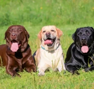 A cor de pelagem de cachorro pode ser muito variada. Conheça uma lista com cores de cachorro de 15 raças!