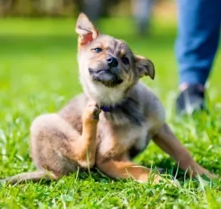 Manchas escuras na pele do cachorro e coceira excessiva são sinais de atenção