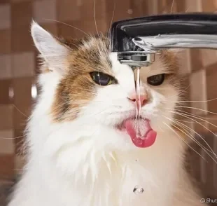 Seu gato bebendo água em excesso pode indicar alguns problemas de saúde. Fique atento!
