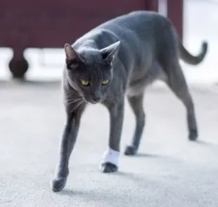 Gato mancando pode indicar uma série de problemas com o animal, fique atento!