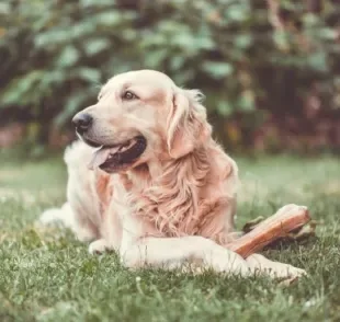 O Golden Retriever tem predisposição genética para ter problemas de pele. Veja as doenças mais comuns!