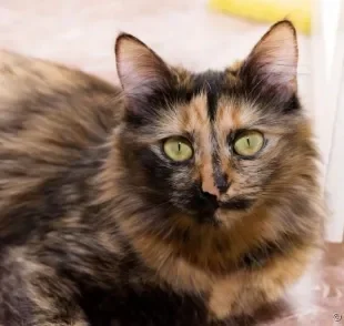 Gato escaminha: tudo que você precisa saber sobre este tipo de felino