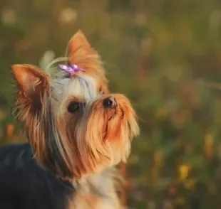 Lacinhos para cachorro é um acessório que deixa o seu peludo ainda mais fofo