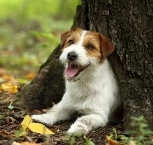 Jack Russell Terrier: saiba mais sobre a personalidade e o comportamento desse cãozinho