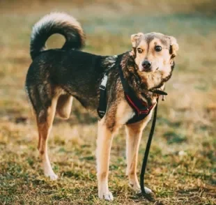 O osteossarcoma canino é um tumor maligno que atinge os ossos do animal