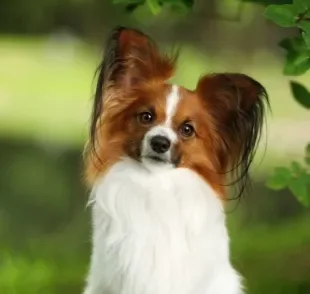 Papillon: cachorro dessa raça tem todas as qualidades para se tornar o seu novo melhor amigo!