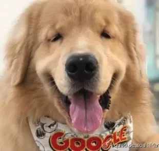 O @googlethegolden teve papiloma canino e sua tutora nos explicou como foi!