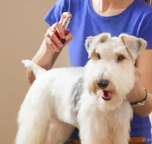 Afinal, o perfume para cachorro é indicado ou não? Descubra!