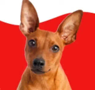 Pinscher: entenda de uma vez por todas a diferença entre os tamanhos da raça!