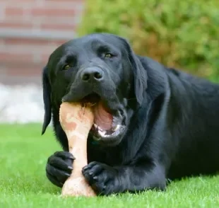 Oferecer osso para cachorro pode trazer muitos benefícios, mas é preciso muito cuidado. Entenda!