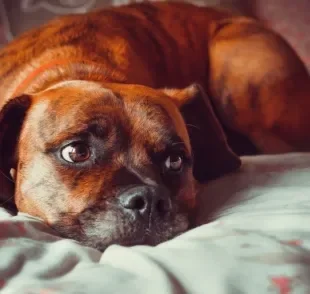 "Meu cachorro está tremendo": entenda o que pode estar por trás do sintoma