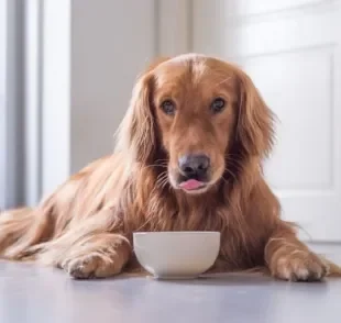 Saiba como a ração de cachorro pode beneficiar a pelagem do seu amigo