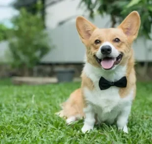 Acessório para cães: tudo que você precisa saber para deixar seu cachorrinho ainda mais estiloso