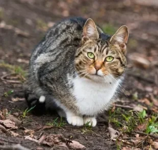 Sarna em gatos: descubra os tipos mais comuns da doença