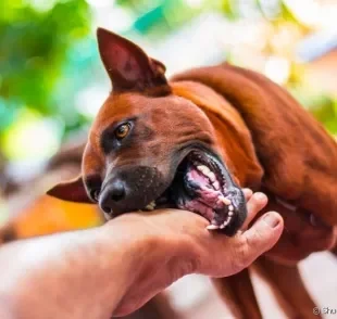 O cachorro mordendo nas brincadeiras pode ser incômodo. Saiba como impor limites ao animal!