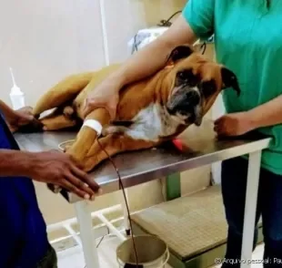 A transfusão de sangue em cães é um procedimento que pode salvar vidas