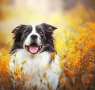 Vulvovaginite canina: saiba mais sobre essa doença que acomete cadelas de todas as idades