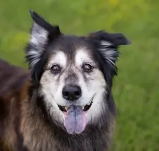 Cachorro idoso: algumas atividades e brincadeiras podem garantir o bem-estar do seu amigo. Veja algumas delas abaixo!