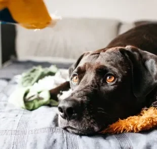  Cachorro ansioso: veja alguns hábitos que podem evitar o quadro! 