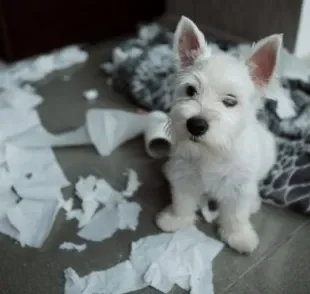 Comportamento canino: descubra o que pode significar alguns hábitos do seu amigo e o que fazer para evitá-los!