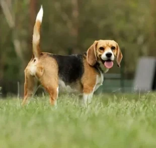  Cachorro abanando o rabo: comportamento pode ser causado por uma série de motivos. Saiba mais! 