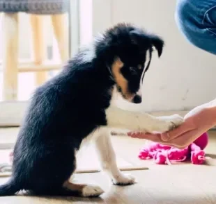  Como adestrar seu cachorro: veja algumas dicas para treinar o seu amigo em casa! 