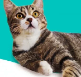 Anatomia felina: tudo que você precisa saber sobre a pata do gato!