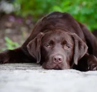 Cachorro com anemia geralmente fica mais quietinho e cabisbaixo