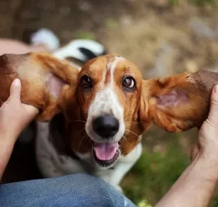  Qualquer raça de cachorro com orelha grande é um sinônimo de fofura! 