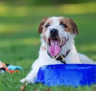  Seu cachorro não quer beber água? Veja algumas formas criativas de contornar a situação! 