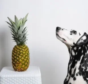 Pode dar abacaxi para cachorro ou a fruta faz mal? Descubra a resposta a seguir!