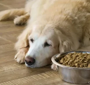 Tem um cachorro preguiçoso? Saiba como a ração de cachorro pode te ajudar com isso