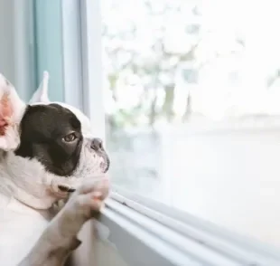 Como saber se cachorro sente saudade? Desvendedamos esse mistério para você!