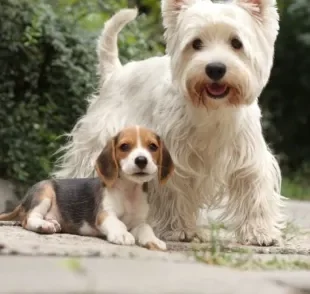 Saiba como socializar cachorros idosos com filhotinhos