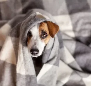 Você sabia que cachorro sente frio? Veja algumas dicas para manter o seu amigo confortável durante o inverno