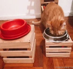 Bebedouro e comedouro para gatos: é super fácil fazer um suporte para os potinhos do bichano!