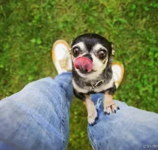  Cachorro carente: descubra o que causa o problema e como ajudar seu peludo nesse momento 