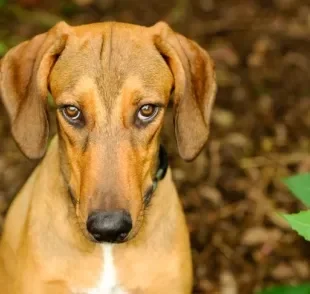 Entenda como o cachorro pega raiva e quais sintomas devem ligar seu alerta!