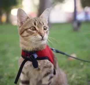 Saiba como passear com gato de forma segura e sem estressar seu bichano!