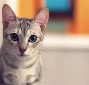  Toxoplasmose em gatos: saiba como prevenir a doença e proteger o seu felino 