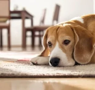 Doenças de cachorro: os problemas gastrointestinais são mais comuns do que você imagina!