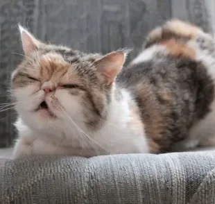A displasia coxofemoral em gatos geralmente causa bastante dor e incômodo aos bichanos
