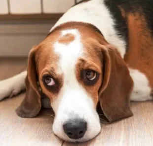 A doença renal em cães é mais comum em algumas raças do que em outras. Saiba quais são elas!